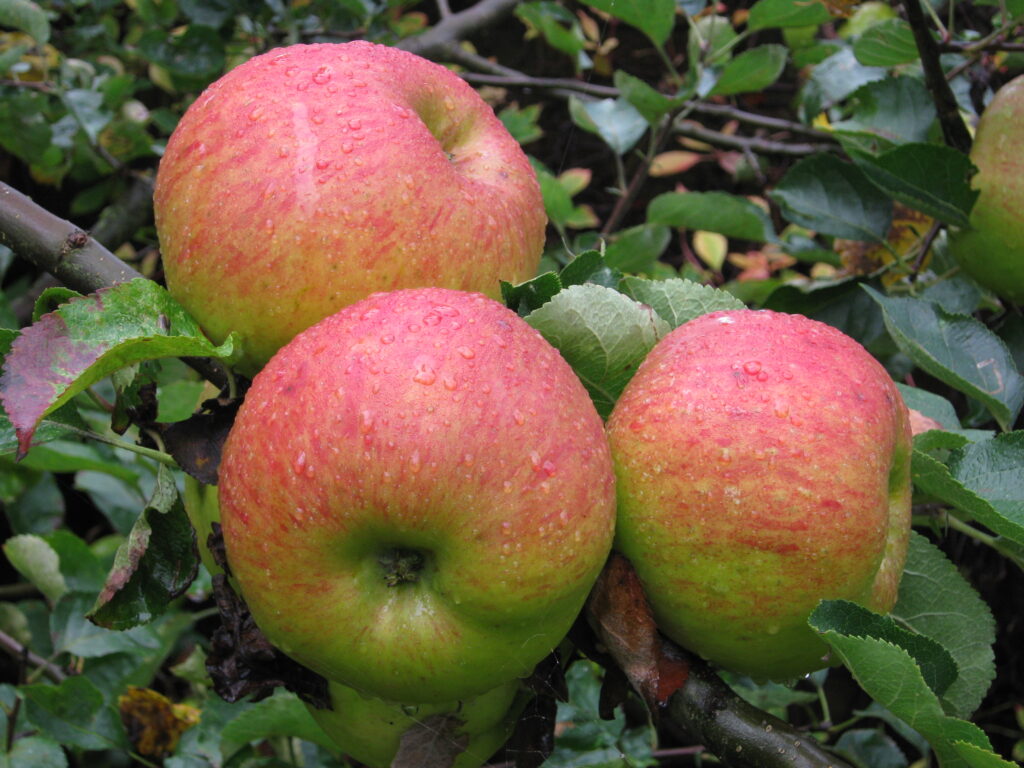 Bramleys Seedling Apples