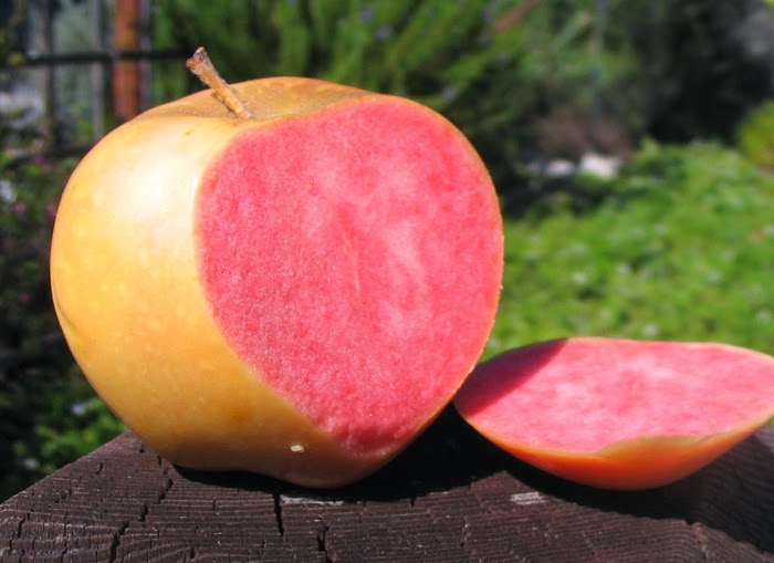 Jablko Pink Pearl
